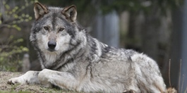 Har registrert 17-28 ulver